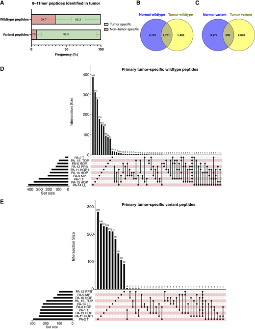 PDAC-specific HLA class I–bound wild-type and variant peptides. (A) Percentage of tumor-specific and non–tumor specific wild-type and variant peptides extracted from tumor tissues. A peptide is considered tumor specific if it is not found within the peptide pool of the normal tissue specimens. Non–tumor-specific peptides are those peptides that are found in both tumor and normal tissue-specimen peptide pools. Data are shown as mean ± SD. Venn diagram showing overlap between tumor and normal tissue’s unique wild-type (B) and variant peptides (C). UpSet plot showing (D) wild-type and (E) variant peptides shared between primary tumor specimens.