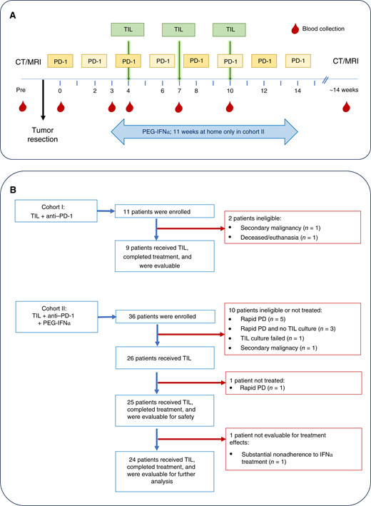 Study design and patient disposition. A, Treatment schedule given in weeks. Baseline imaging and tumor resection/biopsies were performed prior to treatment. Anti–PD-1 nivolumab was given biweekly and from patient #25 onward 4 weekly according to standard recommendations. Pegylated IFNα (PEG-IFNα) was given as a weekly injection for 11 weeks in total, starting 1 week before the first TIL infusion. In total, three TIL infusions were given at a 3-week interval at weeks 4, 7, and 10. Blood was drawn at the indicated timepoints, and MRI/CT imaging was performed every 3 months to evaluate the clinical response. B, Patient disposition: 11 patients were enrolled in cohort I (TIL + anti–PD-1), and 9 patients were evaluable after the completion of the treatment. Thirty-six patients were enrolled in cohort II (TIL + anti–PD-1 plus IFNα). Twenty-five patients were evaluable for the safety of the treatment. All but one, i.e., 24 patients, completed and adhered to the full treatment and were evaluable for further clinical and immunologic evaluation.
