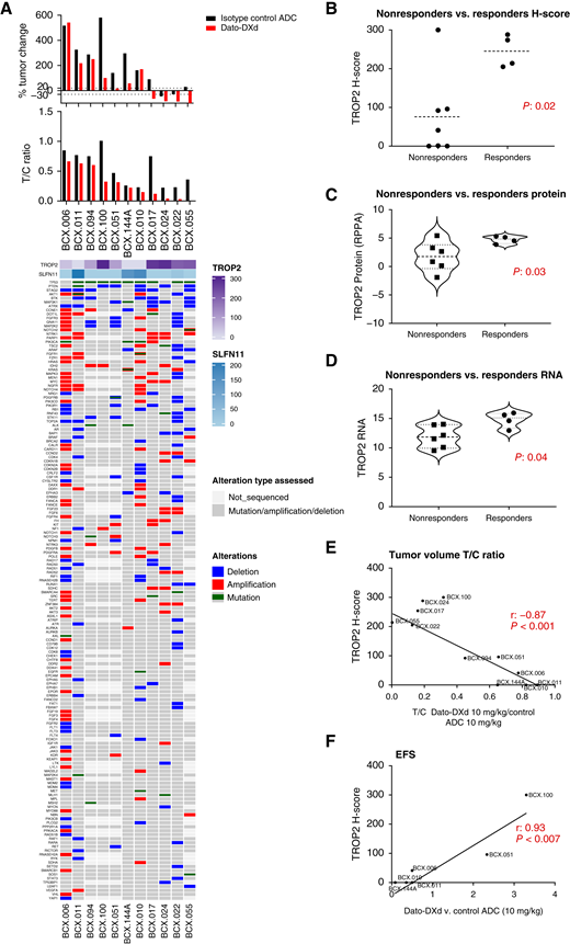 Dato-DXd response correlates with TROP2 expression in BCXs. A, Percentage tumor growth change and growth inhibition (T/C ratio) for models shown for BCXs with 10 mg/kg Dato-DXd or 10 mg/kg IgG-DXd. Metrics shown were calculated at 21 days of treatment unless indicated otherwise. TROP2 and SLFN11 expression by IHC as well as genomic alterations in actionable genes are shown below the X-axis. TROP2 membranous expression was scored by H-score (0–300), and SLFN11 nuclear expression was scored by H-score. B, TROP2 membrane expression by IHC compared between BCXs that responded to Dato-DXd and BCXs that did not. C, TROP2 expression as determined by reverse phase protein array compared between BCXs that responded to Dato-DXd and BCXs that did not. D, TROP2 (TACSTD2) as determined by RNA-seq compared between BCXs that responded to Dato-DXd and BCXs that did not. E and F, Improvement in T/C and EFS with 10 mg/kg Dato-DXd vs. 10 mg/kg IgG-DXd correlates with TROP2 H-score.