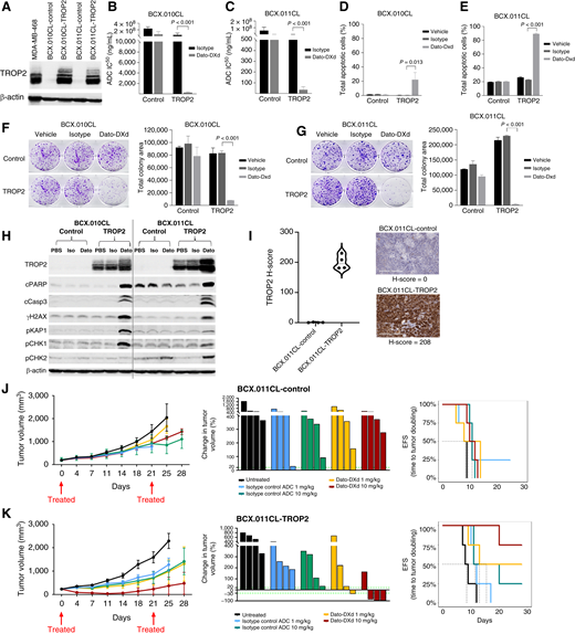 Effect of exogenous TROP2 expression on Dato-DXd sensitivity. A, Immunoblotting of TROP2. BCX.010CL and BCX.011CL cells were transduced with control or TROP2-expressing lentivirus, followed by puromycin selection. Exogenous TROP2 expression in stable lines as determined by Western blot. B and C, Cell viability assay. Cells of four cell lines (BCX.010CL-control, BCX.010CL-TROP2, BCX.011CL-control, and BCX.011CL-TROP2) were seeded into 96-well plates, treated with serial dilutions of IgG-DXd, or Dato-DXd, or relevant vehicle controls for 72 hours. Cell viability was monitored by sulforhodamine B assay. IC50 values were calculated using CalcuSyn program. D and E, Annexin V apoptosis assay. Cells were treated with vehicle, IgG-DXd, or Dato-DXd at 1,000 ng/mL for 4 days, followed by annexin V-FITC staining and flow cytometry analysis. Percentage of total apoptotic cells was calculated by annexin V–positive (A++ and A−+) cells. F and G, Colony formation assay. Cells seeded in 6-well plates were treated with vehicle, IgG-DXd, or Dato-DXd at 1,000 ng/mL for 8 days. Cell colonies were stained and quantitated. H, Immunoblotting of DNA damage and apoptosis markers. The control and TROP2-expressing cell lines were treated with PBS, IgG-DXd, or Dato-DXd at 1,000 and 100 ng/mL, respectively, for 72 hours. Expression levels of CC3, cleaved PARP, phospho-KAP1, phospho-CHK1, and γH2AX were assessed by Western blot. I and J,In vivo tumor growth. Expression levels of CC3, cleaved PARP, phospho-KAP1, phospho-CHK1, and γH2AX were assessed by Western blot. I–K,In vivo tumor growth. Control and TROP2-expressing BCX.011CL were implanted into mice and remained TROP2-negative and -positive, respectively, for duration of experiment, as shown by IHC of the untreated tumors (I). J and K, Growth analysis of control and TROP2-expressing BCX.011CL treated with 1 or 10 mg/kg of Dato-DXd or IgG-DXd (nonspecific antibody linked to DXd; isotype control ADC) on day 1 of a 21-day cycle. Arrows indicate day of treatment. Data are shown left to right for each model: mean tumor volume ± SEM, change in tumor volume from baseline of individual mice at 21 days, and Kaplan–Meier curve of EFS defined as time to tumor doubling (EFS-2). Statistical analysis of EFS-2 is shown in the figure. Dato, Dato-DXd; Iso, isotype.