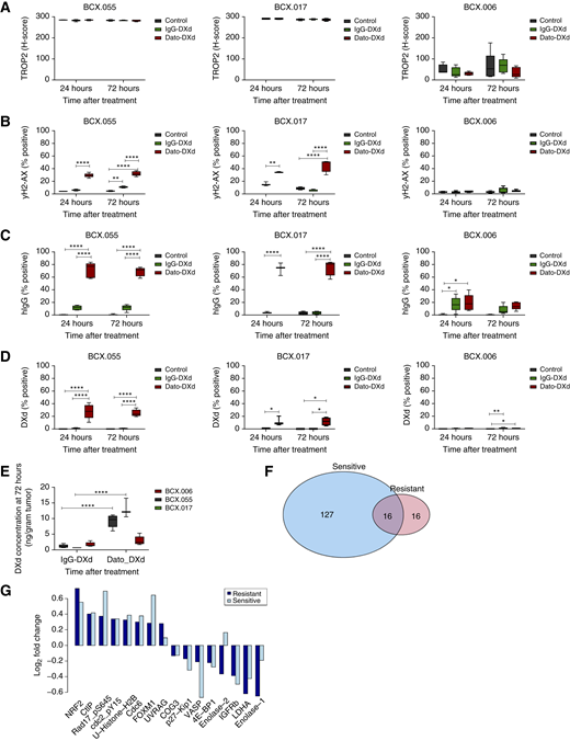 PD changes associated with Dato-DXd treatment. Three BCXs representing a range of TROP2 expression sensitivity to Dato-DXd were treated with Dato-DXd or IgG-DXd, and the tumors were collected 24 or 72 hours after treatment. A–D, TROP2 membrane expression (A), γH2AX (Ser139; B), membranous hIgG (C), and DXd localization (D) were accessed by IHC and scored. E, The concentration of DXd in the tumors was also measured by LC/MS in flash-frozen tumor pieces. Concentration shown as quantity of DXd (ng) per g of tumor. F, Venn diagram of the functional proteomic changes 72 hours after Dato-DXd treatment as determined by RPPA (FDR <0.1). There were 143 changes common to the sensitive models (BCX.017 and BCX.055) and 32 changes common to the resistant models (BCX.006 and BCX.094). There were 16 signaling changes common to all four models. G, Plot of the 16 cell signaling changes resulting for 10 mg/kg Dato-DXd in all models tested. Protein names and states are listed in Supplementary Tables S8–S10. *, P < 0.05; **, P < 0.001; ****, P < 0.0001. KAP1, KRAB domain-associated protein 1.