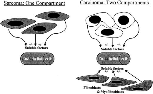 Fig. 6. Schematic of the compartments in sarcomas and carcinomas.