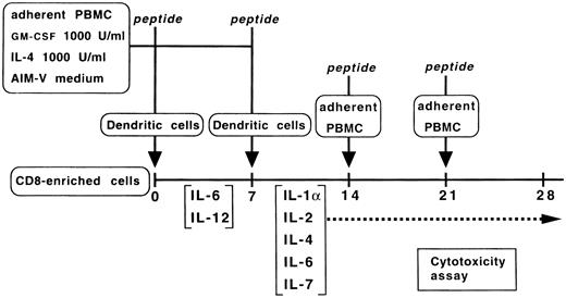 Fig. 1. The scheme for induction of anti-p53 CTLs from PBLs of healthy donors.