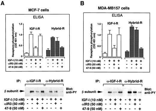 Fig. 6. Blockade of IGF-I-R and Hybrid-R autophosphorylation in MCF-7 (A) and MDA-MB157 (B) cells by competitive selective antibodies. Serum-starved subconfluent cell monolayers were exposed to 10 nm IGF-I for 5 min in the presence or absence of either IGF-I-R-blocking antibody αIR-3 or Hybrid-R-blocking antibody 47-9 (50 nm). Receptor phosphorylation in cell lysates was revealed by ELISA (top) and Western blot (bottom). αIR-3 was used to immunopurify IGF-I-R, and 83-7 was used to immunopurify Hybrid-Rs. Phosphorylated receptors were detected using antiphosphotyrosine antibody (biotin-conjugated in ELISAs). Top: columns, means of three separate experiments; bars, SE. Bottom, representative experiments.