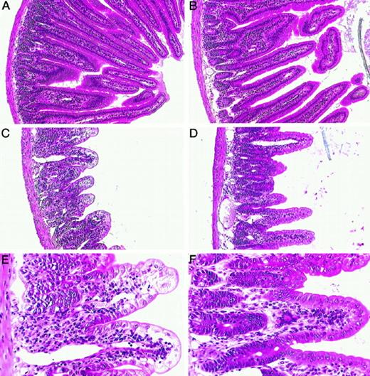 Balb/c Mice as a Preclinical Model for Raltitrexed-induced ...
