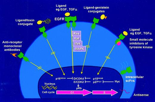 Fig. 1. EGFR signaling pathway and approaches to inhibiting the EGFR (adapted and modified from Ref. 6).