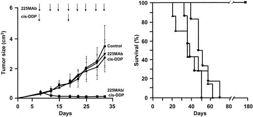 Fig. 2. Antitumor activity of cisplatin and MAb 225 on established A431 tumor xenografts (reproduced from Ref. 18). A431 cells (107) were implanted s.c. into nude mice and allowed to grow for 8 days. In A, the mice were given i.p. injections of either PBS (•), two injections of cisplatin (150 mg/mouse) on days 8 and 18 (▴), or MAb 225, 1 mg/mouse, twice a week for 4 weeks, with (▪) or without (▾) two injections of cisplatin (150 mg/mouse) on days 8 and 18. The data are expressed as the mean tumor size ±SE (seven mice per group). In B, the mice were observed for 6 months for survival.