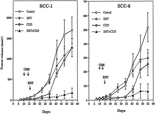 Fig. 4. Antitumor activity of IMC-C225 in combination with radiotherapy in squamous cell carcinoma xenografts (reproduced from Ref. 36). SCC-1 (106) or SCC-6 (5 × 105) cells were injected s.c. into the dorsal flank of athymic mice and treated with IMC-C225 (0.1 mg/dose) on days 10 and 13. Radiotherapy (XRT) was delivered with 12 Gy on day 15. Each group consisted of six mice. Values represent mean ±SE.