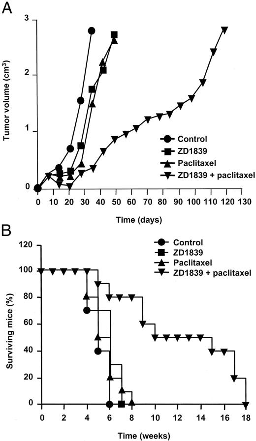 Fig. 7. A, antitumor activity of ZD1839 in combination with paclitaxel in nude mice with established GEO (colon) tumor xenografts. B, the effects of ZD1839 treatment in combination with paclitaxel on the survival of GEO tumor-bearing mice (reproduced from Ref. 72). Mice were injected s.c. into the dorsal flank with 107 GEO cells. After 7 days, the mice were treated i.p. on days 1–5 of each week for 4 weeks with ZD1839, 2.5 mg/dose, alone or in combination with paclitaxel, 20 mg/kg/dose on day 1 of each week for 4 weeks. Each group consisted of 10 mice. Results are shown as mean ±SD.