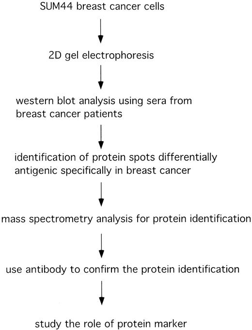 A Proteomics Approach to Find a New Breast Cancerspecific Antigenic