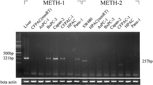 Fig. 1. METH-1 and METH-2 expression in pancreatic cancer cell lines. METH-1, single bands of 321 bp were detected in BxPC-3, Capan-2, CFPAC-1, and Panc-1 cells, whereas miner bands were detected in AsPC-1 and HPAC cells. METH-2, a minor band of 257 bp was detected only in HPAC. The liver sample was the positive control for METH-1 and colon cancer cell line SW480 for METH-2, whereas non-reverse transcript templates served as the negative controls.