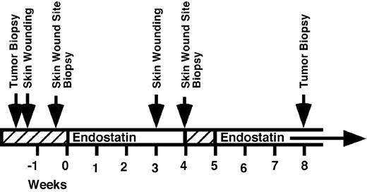 Fig. 1. Time schedule for biopsies relative to treatment. Two pairs of skin biopsies were taken: one prior to initiation of endostatin therapy, and one 3 weeks after the beginning of treatment. Tumor biopsies were obtained before and 8 weeks into endostatin treatment. Treatment was interrupted during the 5th week and then reinstituted beyond 8 weeks until tumor progression.