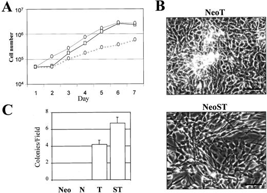 Fig. 2. Growth characteristics of NeoST cells. In A, the anchorage-dependent (monolayer) growth of MCF-10A cells was measured at 24-h intervals after incubation of 5 × 104 cells at day 0. Whereas the growth rates of nontransformed (Neo, ———) and NeoT cells (black ····) were comparable, NeoST cells (gray ····) grew more slowly in monolayer culture. In B, the morphology of foci formed by NeoT and NeoST cells was compared 7 days after the cultures had reached confluence. Whereas NeoT cells formed distinct foci, the NeoST cells grew atop one another all across the culture dish. In C, anchorage-independent growth was assessed by incubating cells in soft agar for 7 days, followed by microscopic evaluation of colony formation. Bar = 50 μm.
