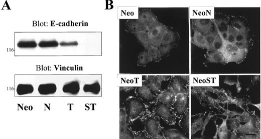 Fig. 3. Altered cellular adhesions of NeoST cells. In A, the protein levels of E-cadherin were assessed by immunoblotting. Monolayers of the MCF-10A cells were extracted with a radioimmunoprecipitation assay buffer and blotted with E-cadherin antibodies. The blots were stripped and reprobed with vinculin antibodies as a loading control. In B, MCF-10A cells, grown on coverslips in culture media overnight, were stained with antibodies specific for paxillin, a cytoskeletal component of focal adhesions. Note the increased size and number of focal adhesions in transformed relative to nontransformed cells. Bar = 25 μm.