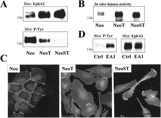 Fig. 7. Altered EphA2 expression and function in NeoST cells. In A, the protein levels and phosphotyrosine content of the EphA2 receptor tyrosine kinase were measured by Western blot analyses of immunoprecipitated material. In B, the enzymatic activity of immunoprecipitated EphA2 in nontransformed and transformed MCF-10A cells was assessed using in vitro autophosphorylation assays. In C, the localization of EphA2 and actin in nontransformed (Neo) and transformed (NeoT and NeoST) cells was assessed by immunofluorescence microscopy. In D, monolayers of NeoST cells were treated with a vehicle control (Ctrl) or EphrinA1-Fc (EA1) for 5 min before evaluation of EphA2 phosphotyrosine content, as described above. The membranes were stripped and reprobed with EphA2 antibodies as a loading control (right side). Note that the EphA2 in transformed cells has greater enzymatic activity, but that EphA2 itself is not phosphorylated because of decreased ligand binding. Bar = 25 μm.