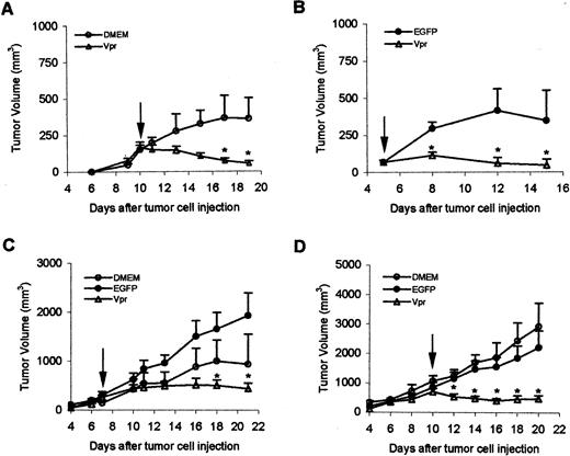 Fig. 2. Effect of DMEM, EGFP lentiviral vector, and Vpr lentiviral vector on the growth of AT-84 tumors in C3H mice. AT-84 cells (107) were injected s.c. into the right flank sites of C3H mice. When tumor sizes reached 100, 200, or 1000 mm3, either 0.1 ml of DMEM, EGFP vector, or Vpr vector suspension (107 pfu/ml) was injected intratumorally into the center of the tumor mass (at ∼8 days after injection of tumor cells). Arrow, DMEM or vectors was injected on day 12 after tumor cell injection. Four different experiments were conducted as shown in the figures. Vertical bar, SE. ∗, significantly different from either DMEM or EGFP group. A, experiment 1. Nine mice were used, three mice for DMEM treatment and six mice for Vpr vector treatment. The vectors and DMEM were injected intratumorally 10 days after the injection of tumor cells when the average tumor volume ∼200 mm3. B, experiment 2. Twelve mice were used in this experiment, 5 mice for EGFP vector treatment and 7 mice for Vpr vector treatment. Intratumoral injection of DMEM or lentiviral vectors was conducted 7 days after the injection of tumor cells when the average tumor volume ∼200 mm2. C, experiment 3. Twenty-four mice were used in this experiment, 7 mice injected with DMEM, 8 mice injected with the EGFP vector, and 9 mice injected with the Vpr vector. The vectors and DMEM were injected intratumorally 5 days after the injection of tumor cells when the average tumor volume ∼100 mm2. D, experiment 4. Twenty-four mice were used in this experiment, 5 mice for DMEM, 8 mice for EGFP, and 11 mice for Vpr vector treatment. The vectors and DMEM were injected intratumorally 5 days after the injection of tumor cells when the average tumor volume became ∼1000 mm2.