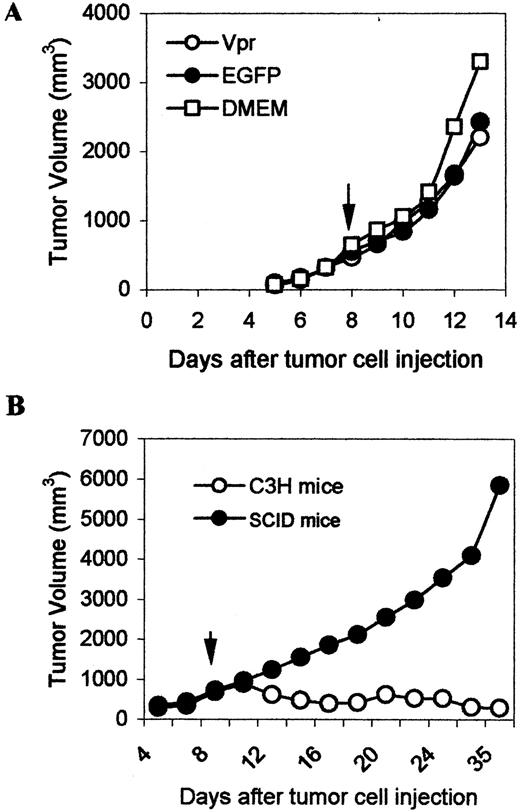Fig. 4. Vpr lentiviral vector treatment on AT-84 tumors in nude or SCID mice. A, effect of DMEM, EGFP vector, and Vpr vector on the growth of AT-84 tumors in nude mice. AT-84 cells (107) were injected s.c. into the right flank sites of mice. When tumor sizes reached ∼500 mm3, either 0.1 ml of medium, GPF vector, or Vpr vector suspension (107 pfu/ml) was injected intratumorally into the center of the tumor mass (at 8 days after injection of tumor cells; arrow). B, effect of the Vpr lentiviral vector on the growth of AT-84 cells in SCID and C3H mice. Both SCID and C3H mice were injected with 107 AT-84 cells s.c. at the right flank sites. Eight days after the injection of tumor cells (arrow), 0.1 ml of Vpr lentiviral suspension (107 pfu/ml) was injected intratumorally, and the tumor volume was monitored until day 35 after injection of tumor cells.