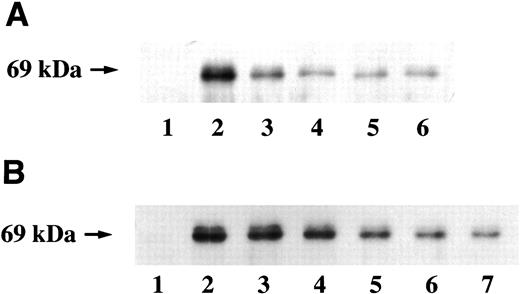 Fig. 3. Thalidomide inhibits LPS-mediated induction of Cox-2 protein. A, cells were treated with vehicle (Lane 1), LPS (2 ng/ml; Lane 2), or LPS plus thalidomide (10, 15, 25, and 50 μm; Lanes 3–6) for 16 h. B, cells were treated with vehicle (Lane 1), LPS (2 ng/ml; Lanes 2, 4, and 6), or LPS plus thalidomide (50 μm; Lanes 3, 5, and 7) for 6 h (Lanes 1–3), 12 h (Lanes 4 and 5), and 18 h (Lanes 6 and 7). Cellular lysate protein (25 μg/lane) was loaded onto a 10% SDS-polyacrylamide gel, electrophoresed, and subsequently transferred onto nitrocellulose. Immunoblots were probed with antibody specific for Cox-2.