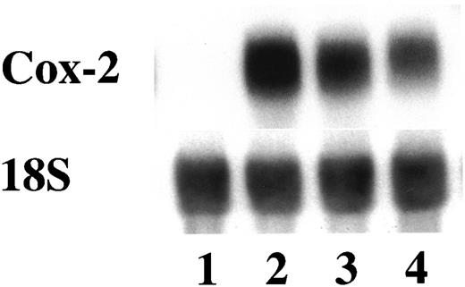 Fig. 4. LPS-mediated induction of Cox-2 mRNA is inhibited by thalidomide. Cells were treated with vehicle (Lane 1), LPS (2 ng/ml; Lane 2), or LPS plus thalidomide (25 and 50 μm; Lanes 3 and 4) for 6 h. Total cellular RNA was isolated; 10 μg of RNA were added to each lane. The Northern blot was hybridized sequentially with probes that recognized Cox-2 mRNA and 18S rRNA.