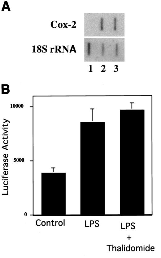 Fig. 5. Thalidomide does not inhibit LPS-mediated activation of Cox-2 transcription. A, cells were treated with vehicle (Lane 1), LPS (2 ng/ml; Lane 2), or LPS plus thalidomide (50 μm; Lane 3) for 12 h. Nuclear run-off assays were performed as described in “Materials and Methods.” The Cox-2 and 18S rRNA cDNAs were immobilized onto nitrocellulose membranes and hybridized with labeled nascent RNA transcripts. B, cells were cotransfected with 4.5 μg of Cox-2 promoter construct ligated to luciferase (−327/+59) and 0.5 μg of pSV-βgal. After transfection, cells were treated with vehicle (control), LPS (2 ng/ml), or LPS plus thalidomide (50 μm). Reporter activities were measured in cellular extract 24 h later. Luciferase activity represents data that have been normalized to βgal activity. Columns, means; bars, SD; n = 6.