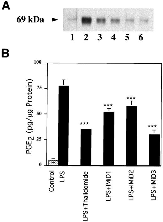 Fig. 7. Analogues of thalidomide inhibit LPS-mediated induction of Cox-2 and PGE2 production. Cells were treated with vehicle (Lane 1), LPS (2 ng/ml; Lane 2) or LPS plus 100 μm thalidomide (Lane 3), IMiD1 (Lane 4), IMiD2 (Lane 5), and IMiD3 (Lane 6) for 16 h. A, cellular lysate protein (25 μg/lane) was loaded onto a 10% SDS-polyacrylamide gel, electrophoresed, and subsequently transferred onto nitrocellulose. The immunoblot was probed with antibody specific for Cox-2. B, culture medium was assayed for spontaneous production of PGE2 with an enzyme immunoassay. Columns, means; bars, SD; n = 6. ***, P < 0.01 versus LPS treatment.