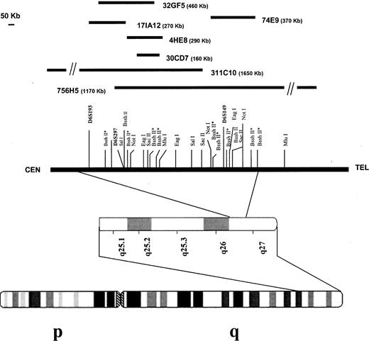 Fig. 2. Top, YAC contig spanning the D6S193–D6S149 interval in 6q27. Middle, long-range restriction map of the same genomic interval. CEN, centromere; TEL, telomere. Bottom, subterminal and terminal bands of the long arm of chromosome 6.