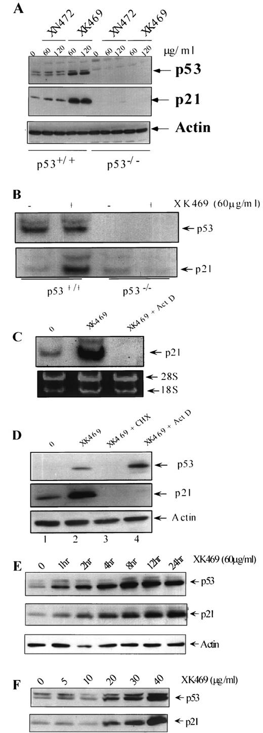 Fig. 3. Increased expression of p53 and p21 with XK469. A, HCT116 p53+/+ or p53−/− cells were treated with 60 or 120 μg/ml of XK469 or XN472 for 24 h and then assayed for p53 and p21 proteins by Western blot analysis. B, HCT116 p53+/+ or p53−/− cells were treated with 60 μg/ml XK469 for 24 h, and total RNA was then extracted to assay for p53 and p21 mRNA expression by Northern blot analysis as described in “Materials and Methods.” C, H460 cells were treated with XK469 (60 μg/ml) in the presence or absence of ActD (4 μg/ml) for 24 h. Total RNA was extracted and then subjected to analyze p21 RNA as described in (B). rRNA was visualized as a loading control. D, H460 cells were left untreated (Lane 1) or treated with XK469 (60 μg/ml) for 24 h in the presence of CHX (5 μg/ml; Lane 3) or ActD (4 μg/ml; Lane 4). Total protein was extracted for assaying p53 (top panel) and p21 proteins (middle panel). E and F, H460 cells were treated with XK469 (60 μg/ml) for 1, 2, 4, 8, 12, and 24 h in E or with 5, 10, 20, 30, and 40 μg/ml XK469 for 24 h in F. Treated cells were subjected to assay of p53 and p21 proteins by immunoblotting as indicated. Actin was included in A, D, and E as a loading control.