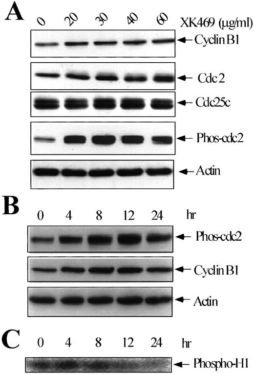 Fig. 5. The effects of XK469 on select molecule targets in the G2-M phase of the cell cycle. A, H460 cells were left untreated or treated with 20, 30, 40, and 60 μg/ml XK469 for 24 h, and total protein was then extracted for assaying cyclin B1, cdc2, and cdc25c proteins by Western blot analysis (arrows). B, H460 cells were treated with XK469 (60 μg/ml) for 4, 8, 12, and 24 h. The total protein was extracted and then assayed for the levels of cyclin B1 and phosphorylated cdc2 on Tyr 15 by Western blot analysis (arrows). Actin was included as a loading control. C, H460 cells were treated with XK469 at 60 μg/ml for 4, 8, 12, and 24 h and total protein was harvested. Cell lysate was immunoprecipitated using an anti-cdc2 antibody and analyzed for kinase activity using histone H1 as substrate.