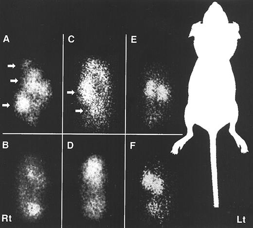 Fig. 5. Scintigrams of i.p. tumor-bearing (A, C, and E) and normal (B, D, and F) mice 24 h after i.p. injection of 111In-oligo/G4 (A and B), 111In-oligo-Av (C and D), and 111In-oligo (E and F). i.p.-disseminated tumors were visualized with 111In-oligo/G4 (A) and 111In-oligo-Av (C; arrows).