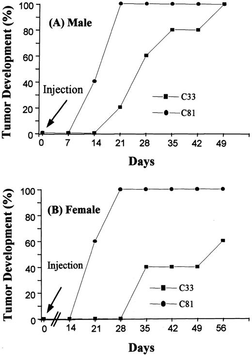 Fig. 1. A comparative profile representing the tumorigenicity of C33 early and C81 late passage of LNCaP cells in male (A) and female (B) nude mice. Cells (1 × 106) in Matrigel (1:1, v/v) were injected per mouse in a total of five mice per group.