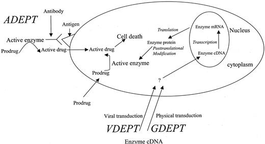 Fig. 1. General outline of all approaches for enzyme/prodrug cancer therapy.