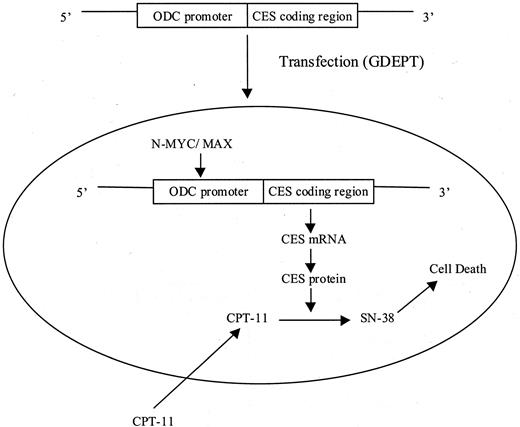 Fig. 2. Use of the ODC promoter to drive N-myc-mediated overexpression of a rabbit CES to achieve selective activation to SN-38 in neuroblastoma cells. Modified from Pawlik et al. (59).