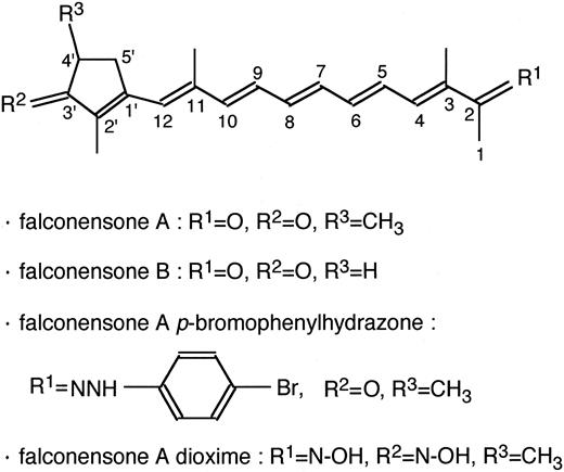 Fig. 1. Chemical structures of falconensones A and B, falconensone A p-bromophenylhydrazone, and falconensone A dioxime.