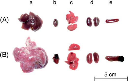 Fig. 6. Photographs of organs in normal or M5076-implanted mouse. Photographs of liver (a), heart (b), lung (c), kidney (d), and spleen (e) obtained from C57 BL/6J mouse (A) or mouse on day 15 after implanting with M5076 cells i.v. (B). Images were incorporated using Adobe Photoshop. A, normal mouse; B, mouse implanted with M5076 cells.