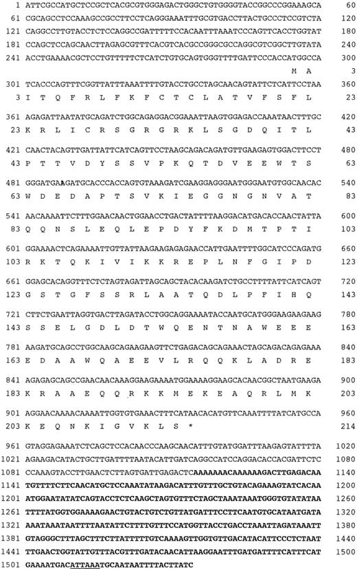 Fig. 1. Nucleotide sequence of human EBAG9 cDNA. Bold, the novel sequence of the 3′-UTR determined in the present study; underlined, the polyadenylation site.