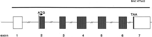 Fig. 2. Schematic structure of the human EBAG9 gene. Shading within the exons, coding sequence. A single BAC clone (above the map) covers the entire gene.