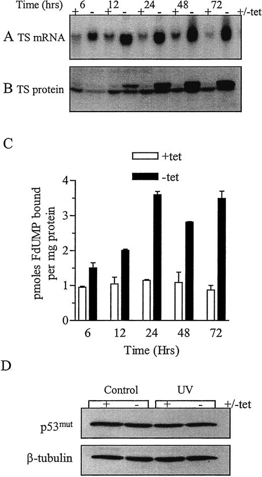 Fig. 1. A, Northern blot analysis of TS mRNA in uninduced (+tet) and induced (−tet) MTS-5 cells. TS mRNA was detected using a DNA probe complementary to the TS coding region. B, Western blot analysis of TS protein in uninduced (+tet) and induced (−tet) MTS-5 cells. TS protein was detected using the mouse TS106 monoclonal primary antibody (NeoMarkers). The exogenous TS protein migrates more slowly than endogenous TS because of six additional amino acids at its COOH terminus that specify the Hemagglutinin (HA) epitope. C, total TS protein levels in uninduced (+tet) and induced (−tet) MTS-5 cells assessed using a FdUMP-binding assay. D, p53 expression in control and UV-treated TS-uninduced (+tet) and -induced (−tet) MTS-5 cells. Samples were harvested 48 h after TS induction and 6 h after exposure to 20 J/m2 UV. p53 was detected using a mouse monoclonal primary antibody (Santa Cruz Biotechnology). Equal lane loading was confirmed using a β-tubulin mouse monoclonal primary antibody (Sigma Chemical Co.).
