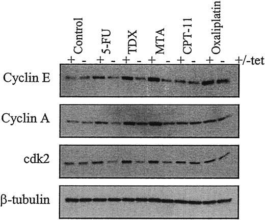 Fig. 4. Western blot analysis of cyclin E, cyclin A, and cdk2 in TS-uninduced (+tet) and -induced (−tet) MTS-5 cells after 48-h treatment with no drug (control), 2.6 μm 5-FU, 2 nm TDX, 32 nm MTA, and 140 nm CPT-11 (each concentration corresponds to the IC50 dose in uninduced cells). Cyclin E, cyclin A, and cdk2 were detected using mouse monoclonal primary antibodies (Santa Cruz Biotechnology). Equal lane loading was confirmed using a β-tubulin mouse monoclonal primary antibody (Sigma Chemical Co.). The changes in cyclin E, cyclin A, and cdk2 expression were reproducible in three separate experiments.