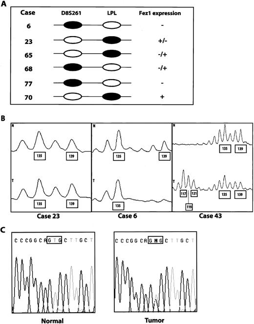 Fig. 3. Allelotyping study and mutation analysis. A, association of Fez1 expression with loss of heterozygosity at chromosome 8p21–22. Black ovals, loss of one allele. Open ovals, retention of both alleles. B, representative allelotyping analyses of three cases (nos. 23, 6, and 43). Fluorescent PCR product from normal (N) and tumor (T) were analyzed. DNA fragment sizes in bp compared with size marker are depicted in boxes. Case 23 was heterozygous for the D8S261 polymorphic marker; case 6 showed LOH for D8S261 (loss of the 139-bp peak in the tumor DNA); and case 43 showed MI (presence of three novel peaks 117, 119, and 121 bp, respectively, in the tumor DNA). C, DNA sequence chromatogram of FEZ1 gene in case 19. A peak corresponding to a missense mutation (CAC/His to CGC/Arg) at the second base of codon 17 (framed sequence) was detected together with the normal allele signal in the tumor, but not in the normal DNA. Note that sequence data are shown as a reverse strand on chromatogram. Consistent with the allelotyping study that did not show LOH at the D8S261 locus in this tumor, both wild-type and mutated FEZ1 alleles are detected in the tumor DNA.
