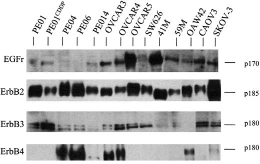 Fig. 3. Western blots of EGF receptor, erbB2, erbB3, and erbB4 expression in ovarian cancer cell lines. Cell lysates were subjected to Western blot analysis using receptor-specific antibodies as described in the “Materials and Methods.”