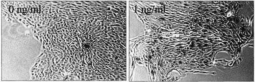 Fig. 4. SA-β-gal expression in triptolide-treated cells. E-PZ-10 cells were treated with or without 1 ng/ml triptolide for 5 days and then stained for SA-β-gal activity. Staining was minimal in untreated cultures but substantial in treated populations. Cells with blue cytoplasmic SA-β-gal staining appear intensely black in these black and white photos.