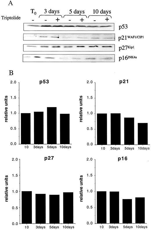 Fig. 5. Western blot analysis of p53 and cell cycle regulators after incubation of E-CA-12 cells for 3, 5, and 10 days with 1 ng/ml triptolide. Cells were fed fresh media with triptolide (+) or with diluent (−) on days 0, 2, 4, 7, and 9. Cell extracts were prepared, and the equivalent of 50 or 80 μg (p21WAF1/CIP1) protein/lane was subjected to SDS-PAGE. Blots were prepared and labeled with antibodies against p53, p21WAF1/CIP1, p27Kip1, and p16INK4a (A). Each band was measured by scanning densitometry and normalized to GAPDH. In B, all relative values are presented as the ratio of the target protein in untreated to treated cells, normalized to t0 values.