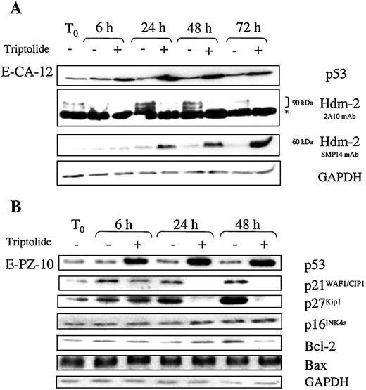 Fig. 6. Molecular changes with high concentration of triptolide. A, p53 and hdm-2 in E-CA-12 cells in response to 50 ng/ml triptolide (+) or diluent (−) were evaluated at 6–72 h by Western blot. Anti-hmd-2 2A10 mAb was used to detect the intact, Mr 90,000 hdm-2 protein (note that the intense band denoted with an asterisk is nonspecific). Anti-hdm-2 SMP14 mAb was used to detect the Mr 60,000 cleaved form of hdm-2. Cell extracts were prepared, and the equivalent of 50 μg protein/lane was subjected to SDS-PAGE. B, p53, p21WAF1/CIP1, p27Kip1, p16INK4a, bcl-2, and bax were evaluated by Western blot after incubation of E-PZ-10 cells for 6–48 h with 50 ng/ml triptolide (+) or diluent (−). Cell extracts were prepared, and the equivalent of 50 μg protein/lane was subjected to SDS-PAGE. The cell extract from diluent-treated E-PZ-10 cells was included as a control at each indicated time point.