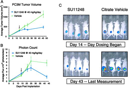 Fig. 4. Evaluation of SU11248 effects on the growth of established PC-3M tumors based on physical measurement or photon emission. PC-3M tumor cells expressing luciferase (5 × 106 cells/mouse) were implanted s.c. into the hind flank region of male athymic mice. Daily oral administration of SU11248 at 40 mg/kg/day was initiated when the tumors reached an average size of 300 mm3. Tumor growth was subsequently monitored based on (A) external measurement using caliper, or (B) determination of emitted bioluminescence (photons/sec) 15 min after i.p. administration of d-luciferin (150 mg/kg). C, photon emission from individual mice was visualized before administration of the first dose of SU11248 or vehicle (day 14) and after the last measurement (day 43). Red color indicates more fluorescence indicative of a greater number of live tumor cells; bars, ±SE.
