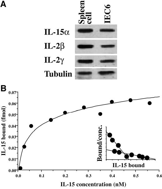 Fig. 3. A, production of IL-15R-specific α subunit and β and γ subunits common to IL-2 in IEC6 cells. Rat spleen cells served as positive controls. Fifty μg of total cell lysate were subjected to 12.5% SDS-PAGE and electroblotted onto nitrocellulose membranes. Tubulin served as an internal control. B, specific binding of IL-15 to IEC6 cells was detected using 125I-labeled IL-15. Scatchard plot analysis of 125I -labeled IL-15 binding generated two classes of binding sites, high-affinity sites and low-affinity sites (inset).