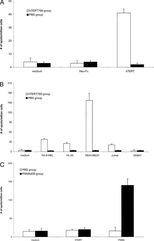 Fig. 8. A–C, Th responses to antigenic peptides derived from hTERT proteins and hTERT-positive tumors. Splenocytes from HLA-DR4 transgenic mice (4 mice/group) immunized with 100 μg of hTERT766 or the irrelevant peptide PSMA459 (25) or PBS (100 μl) emulsified with CFA were assessed for the production of IFN-γ by ELISPOT. A and B, recombinant hTERT proteins or irrelevant neu-Fc proteins (20 μg/ml; A) and hTERT-positive tumor lysates or hTERT-negative GM847 cell lysates (50 μl; B) were used to pulse the splenocytes of hTERT766- or PBS-immunized mice. Data show the mean and SD of spots from triplicate wells from one experiment that is representative of two experiments performed. The frequency of IFN-γ-secreting cells of hTERT766-immunized group when stimulated with hTERT proteins or tumor lysates was significantly higher than that of Neu-Fc proteins and hTERT-negative GM847 controls (P < 0.01). C, splenocytes from PSMA459-immunized transgenic mice responded to stimulation with PSMA proteins, but not to hTERT proteins (20 μg/ml). The data indicate that T-cell responses induced by the hTERT766 epitope specifically respond to antigenic peptides derived from hTERT proteins and hTERT-positive tumors.