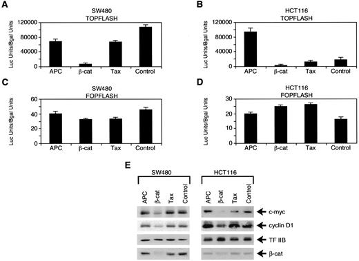 Fig. 3. siRNA directed against β-catenin reduces β-catenin-dependent gene expression. (A and C) SW480 and (B and D) HCT116 cells were transfected with 21-mer annealed RNA oligonucleotides (50 nm) directed against either APC, β-catenin, or Tax or mock-transfected. At 24 h posttransfection, the cells were transfected with either (A and B) TOPFLASH or (C and D) FOPFLASH reporters and a RSV β-galactosidase reporter. Luciferase and β-galactosidase activity were determined 48 h later. All transfections were normalized using RSV-β-galactosidase expression. The luciferase assays were performed in triplicate and repeated in three separate experiments. E, Western blot analysis was performed on extracts prepared from SW480 and HCT116 cells transfected for 72 h with RNA oligonucleotides directed against APC, β-catenin, or Tax or mock-transfected using antibodies directed against either β-catenin, c-myc, cyclin D1, or TFIIB.