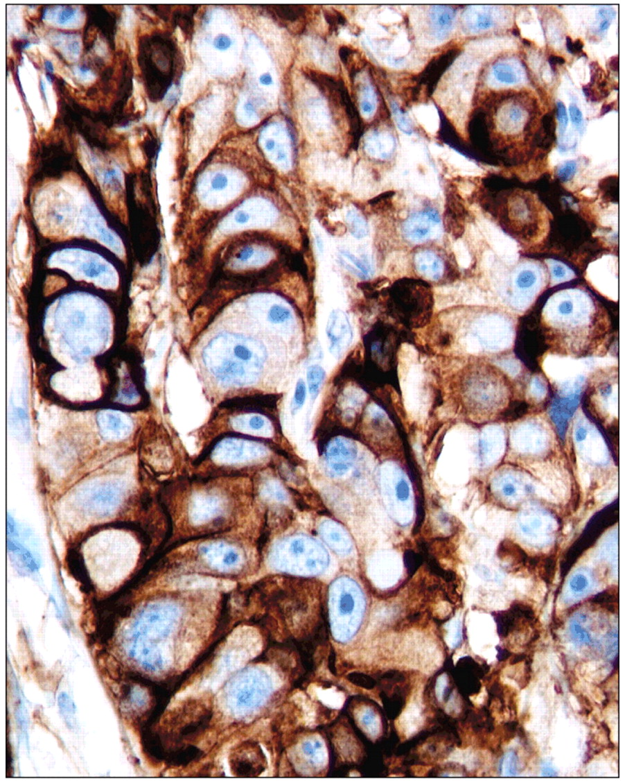 Issue cover image