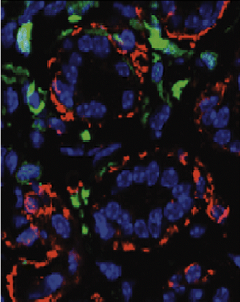 Issue cover image