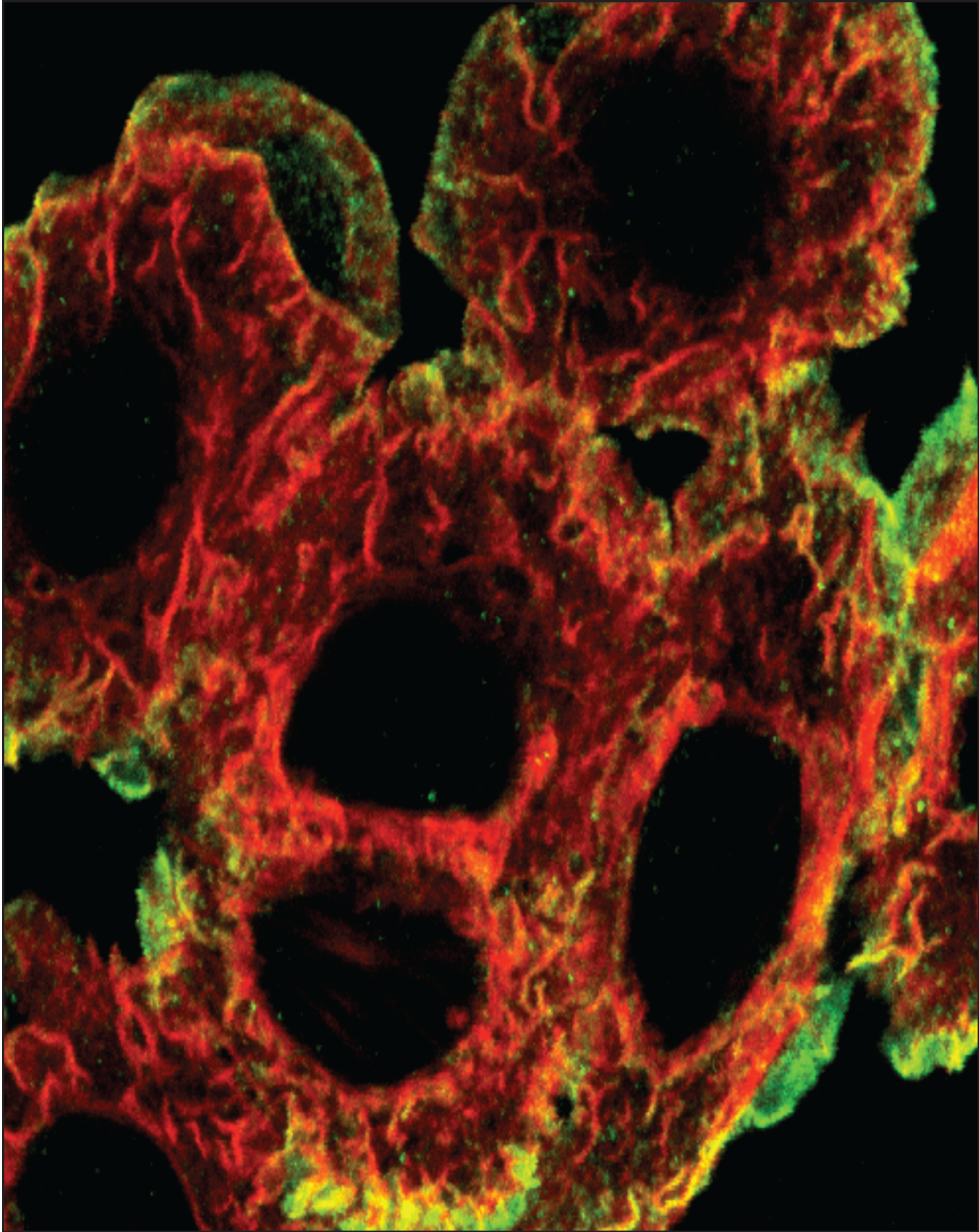 Issue cover image